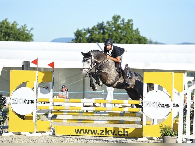Oldenbourg Jument 8 Ans 170 cm Gris in Lenzburg