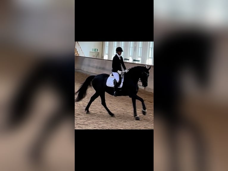 Oldenbourg Jument 8 Ans 170 cm Noir in Butjadingen