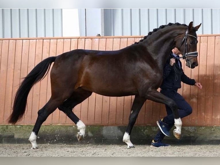 Oldenbourg Jument 8 Ans 171 cm Bai brun in Vejen