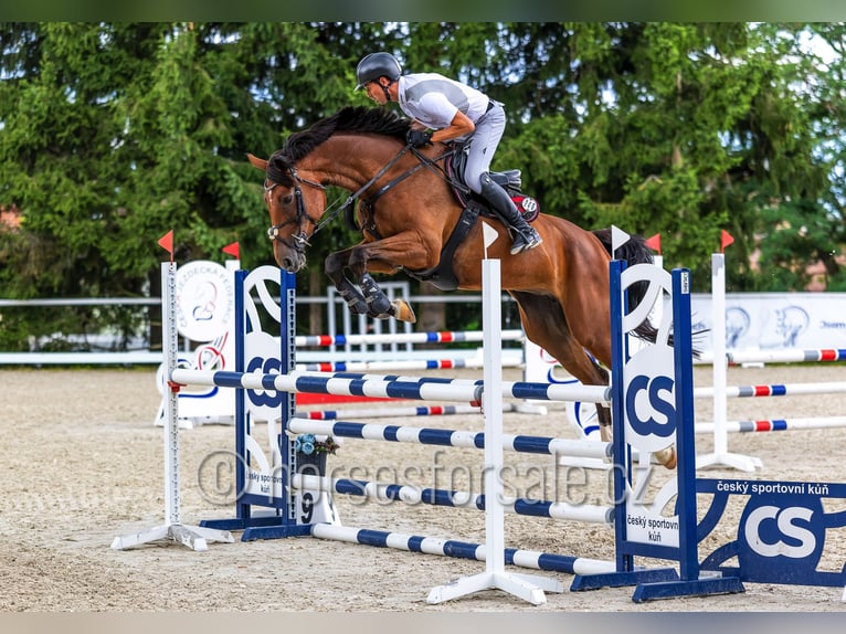 Oldenbourg Jument 8 Ans 171 cm Bai in Ceske Budejovice