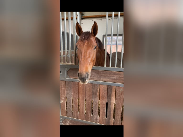 Oldenbourg Jument 8 Ans 172 cm Alezan brûlé in Lohne (Oldenburg)