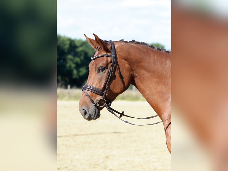 Oldenbourg Jument 8 Ans 172 cm Alezan brûlé in Lohne (Oldenburg)