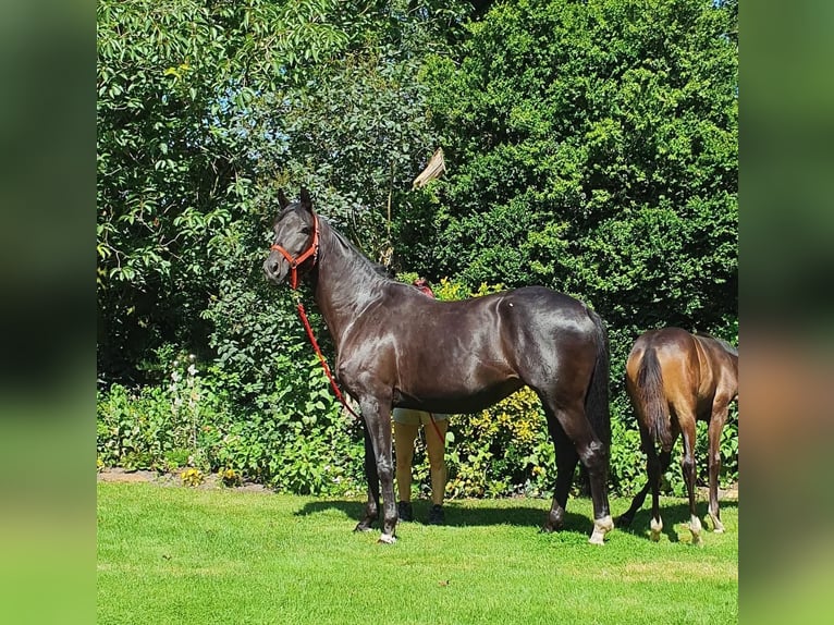 Oldenbourg Jument 8 Ans 172 cm Bai brun foncé in Wietmarschen