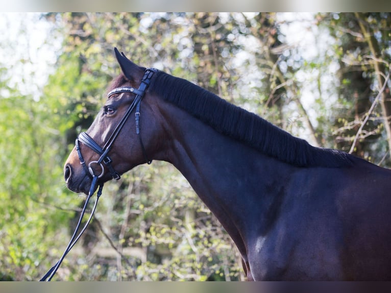 Oldenbourg Jument 8 Ans 172 cm Bai in Billerbeck