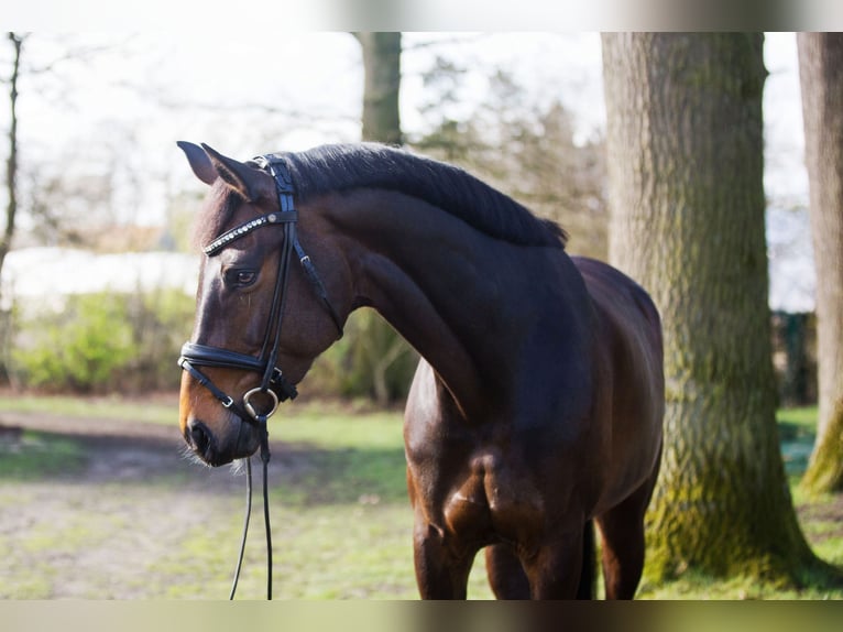 Oldenbourg Jument 8 Ans 172 cm Bai in Billerbeck