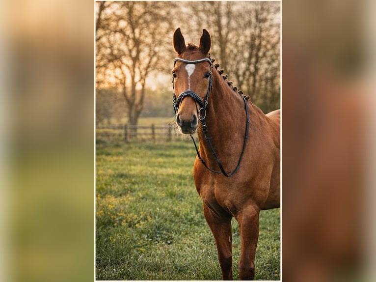 Oldenbourg Jument 8 Ans 173 cm Alezan in Holtland