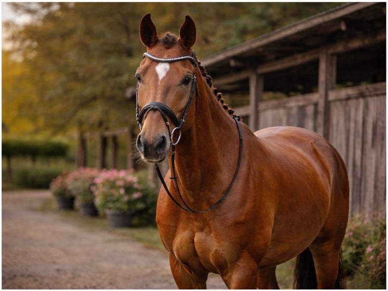 Oldenbourg Jument 8 Ans 173 cm Alezan in Holtland