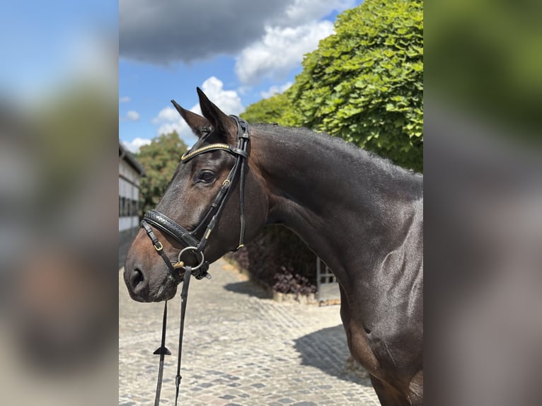 Oldenbourg Jument 8 Ans 173 cm Bai brun in Kronberg im Taunus