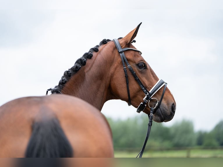 Oldenbourg Jument 8 Ans 173 cm Bai in Bad Homburg vor der H&#xF6;he