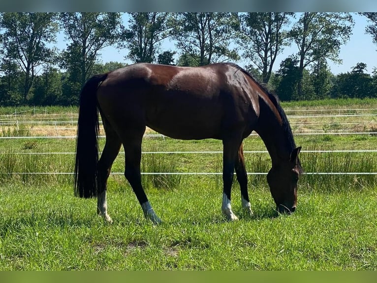 Oldenbourg Jument 8 Ans 173 cm Bai in Bad Ems