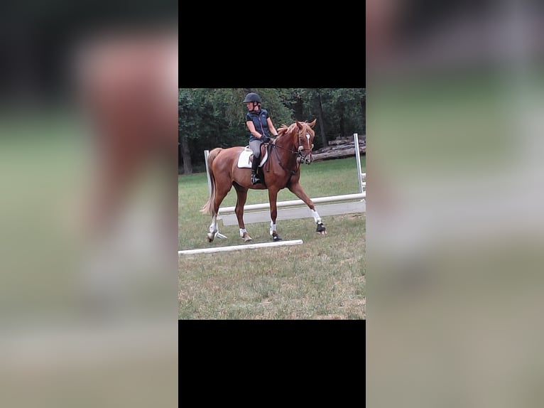 Oldenbourg Jument 8 Ans 175 cm Alezan in Neustadt am R&#xFC;benberge
