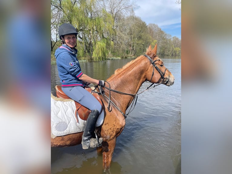Oldenbourg Jument 8 Ans 175 cm Alezan in Neustadt am R&#xFC;benberge