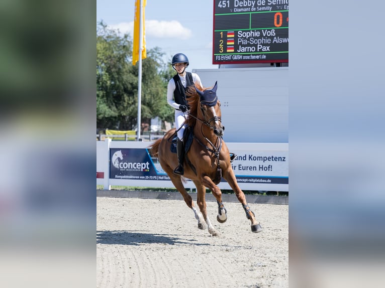 Oldenbourg Jument 8 Ans 175 cm Alezan in Lienen