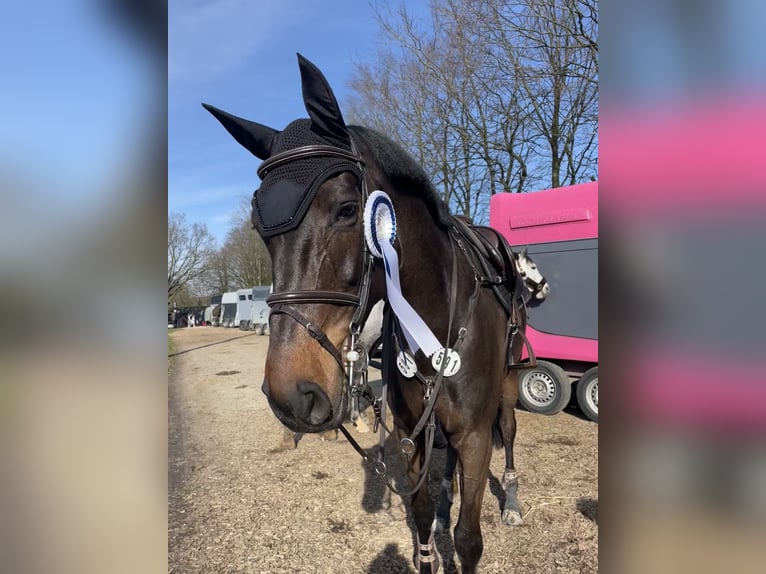 Oldenbourg Jument 8 Ans 176 cm Bai brun in Springe