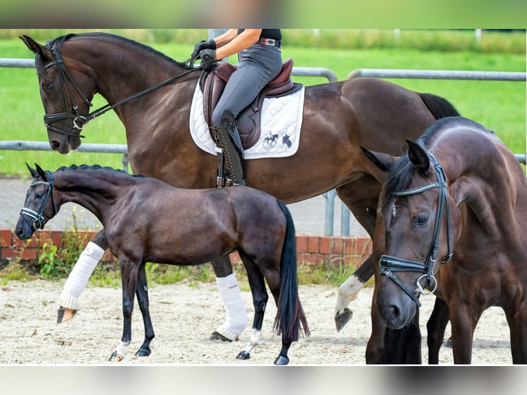Oldenbourg Jument 8 Ans in Vechta
