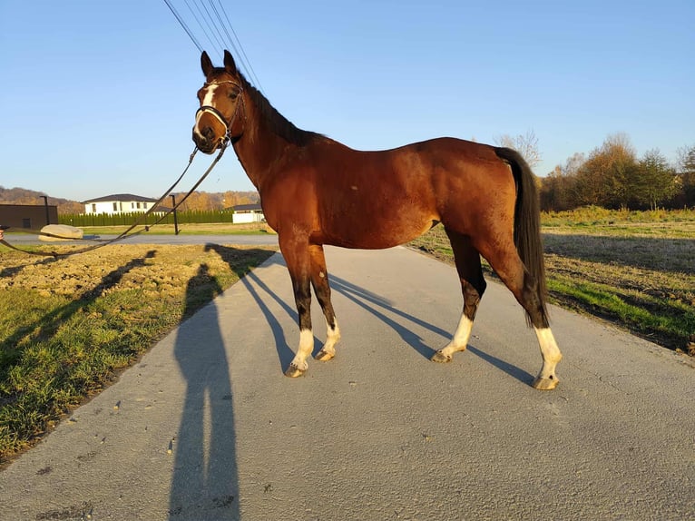 Oldenbourg Jument 9 Ans 160 cm Bai in Bełsznica