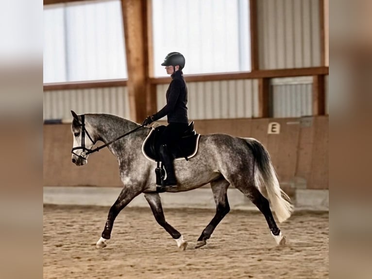 Oldenbourg Jument 9 Ans 160 cm Gris in Offenburg