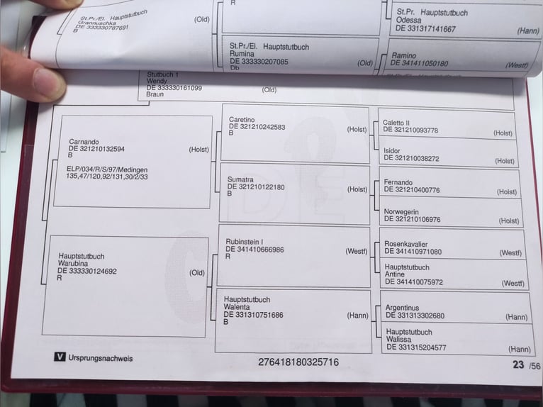 Oldenbourg Jument 9 Ans 160 cm Gris moucheté in Spahnharrenst&#xE4;tte