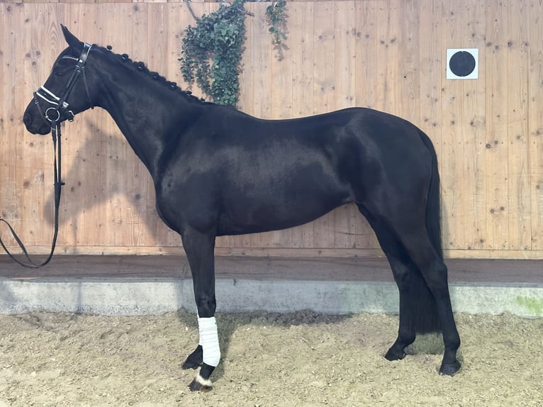 Oldenbourg Jument 9 Ans 160 cm Noir in Riedlingen