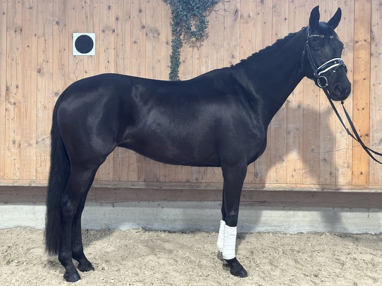 Oldenbourg Jument 9 Ans 160 cm Noir in Riedlingen