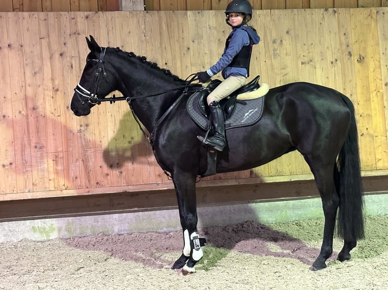 Oldenbourg Jument 9 Ans 160 cm Noir in Riedlingen