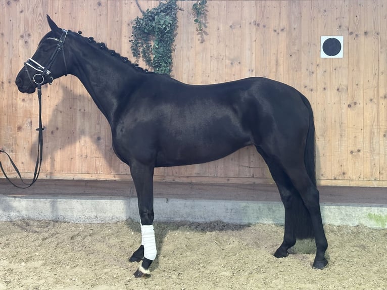 Oldenbourg Jument 9 Ans 160 cm Noir in Riedlingen