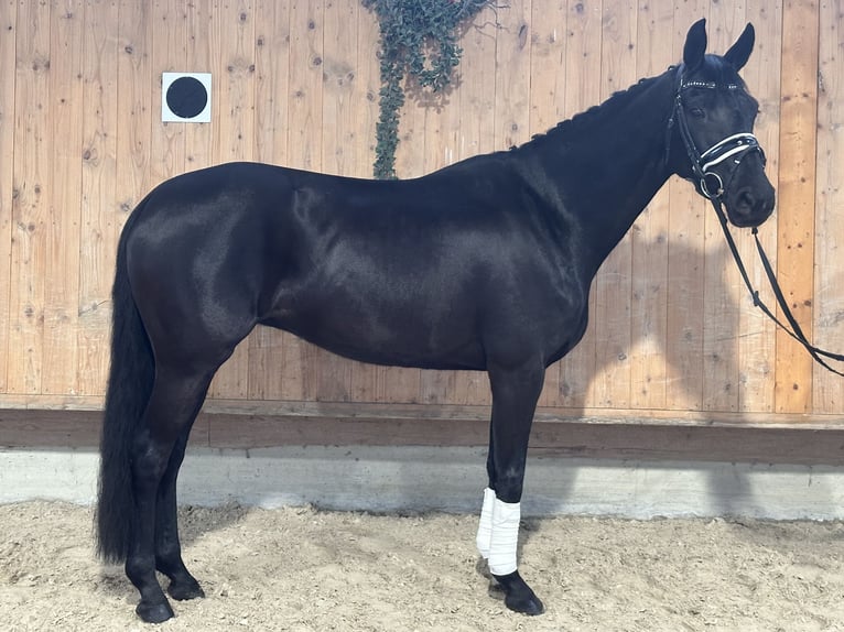 Oldenbourg Jument 9 Ans 160 cm Noir in Riedlingen