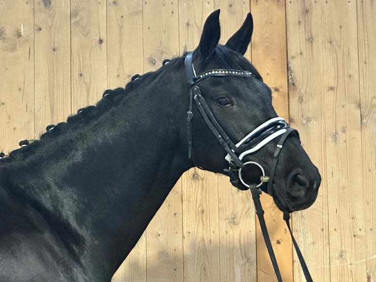 Oldenbourg Jument 9 Ans 160 cm Noir in Riedlingen