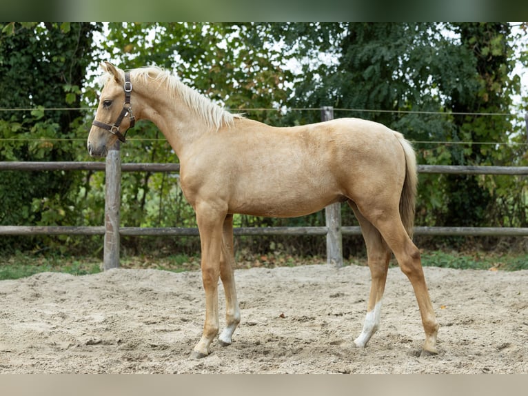 Oldenbourg Jument 9 Ans 160 cm Palomino in Ulicoten