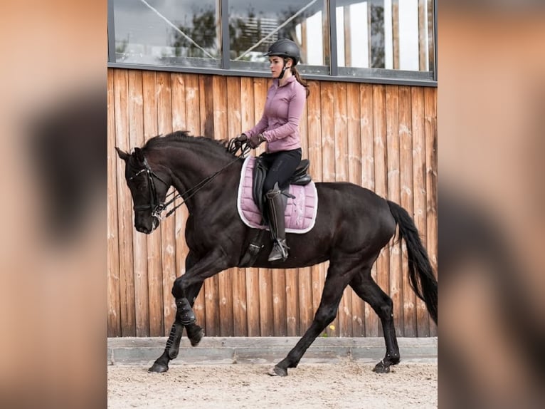 Oldenbourg Jument 9 Ans 161 cm Noir in Hamburg Osdorf