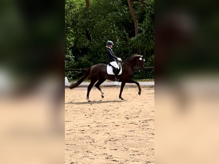 Oldenbourg Jument 9 Ans 162 cm Alezan brûlé in Vechta