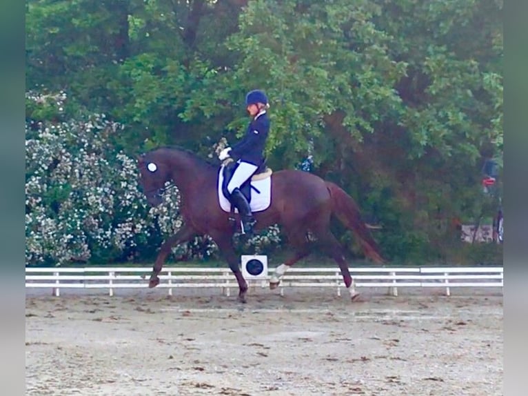 Oldenbourg Jument 9 Ans 162 cm Alezan brûlé in Vechta