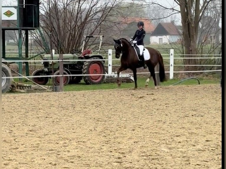 Oldenbourg Jument 9 Ans 162 cm Alezan brûlé in Vechta