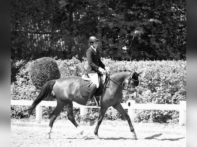 Oldenbourg Jument 9 Ans 162 cm Alezan in Schönberg