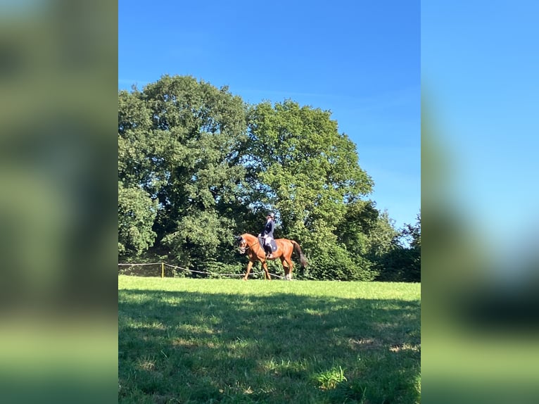 Oldenbourg Jument 9 Ans 162 cm Alezan in Schönberg