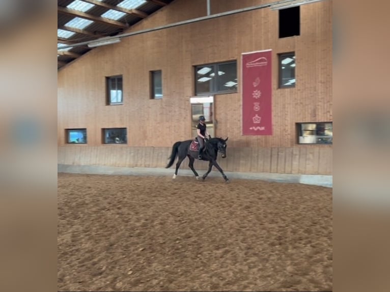 Oldenbourg Jument 9 Ans 162 cm Bai brun foncé in Am Ettersberg