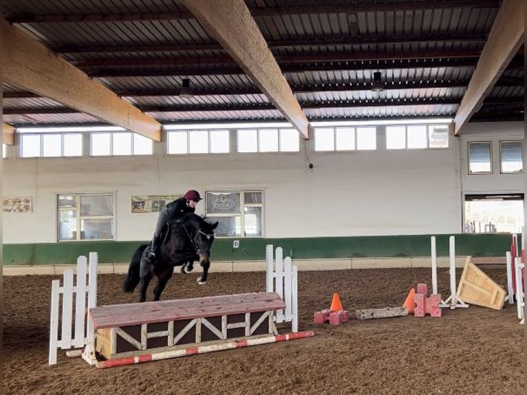 Oldenbourg Jument 9 Ans 162 cm Bai brun foncé in Am Ettersberg