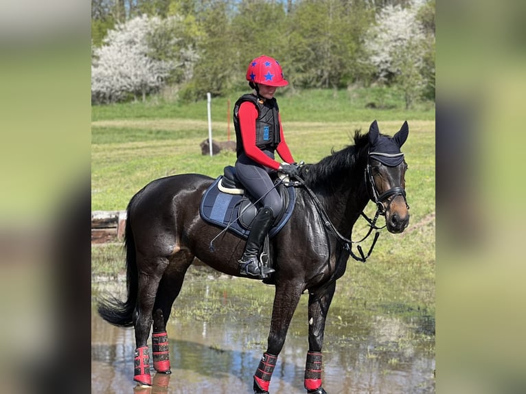 Oldenbourg Jument 9 Ans 162 cm Bai brun foncé in Am Ettersberg