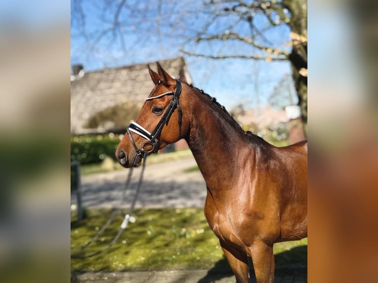 Oldenbourg Jument 9 Ans 162 cm Bai in Fredenbeck