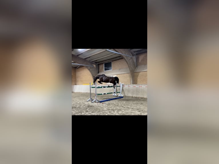 Oldenbourg Jument 9 Ans 162 cm Bai in Dettighofen