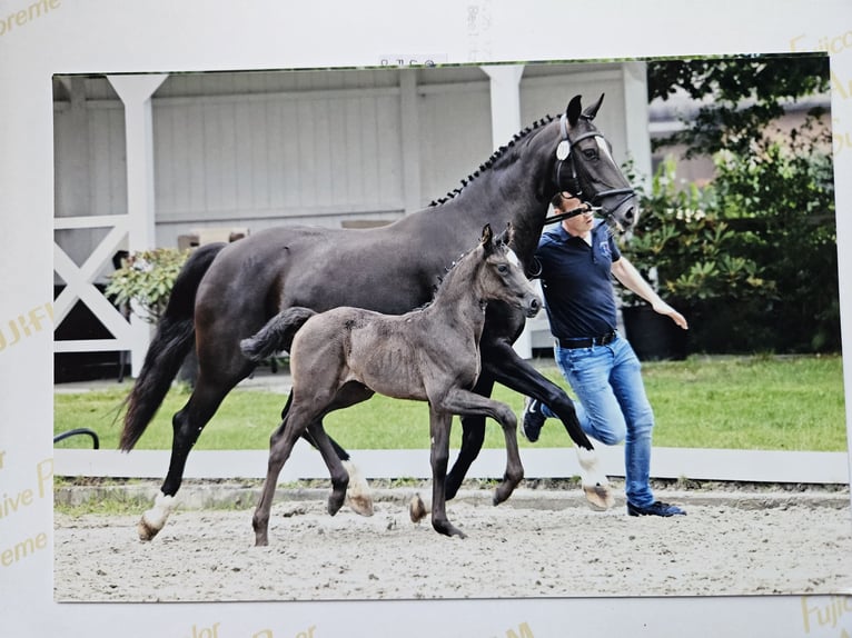 Oldenbourg Jument 9 Ans 162 cm in Elsfleth