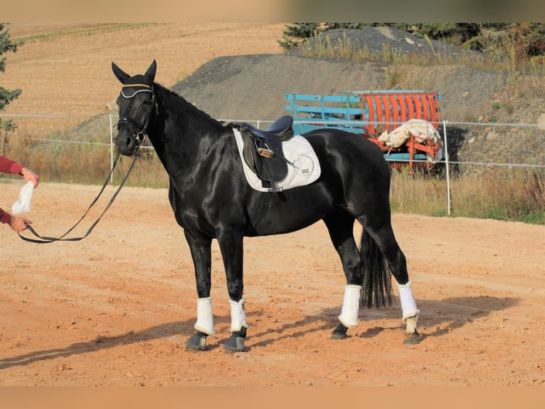 Oldenbourg Jument 9 Ans 162 cm Noir in Hünfeld