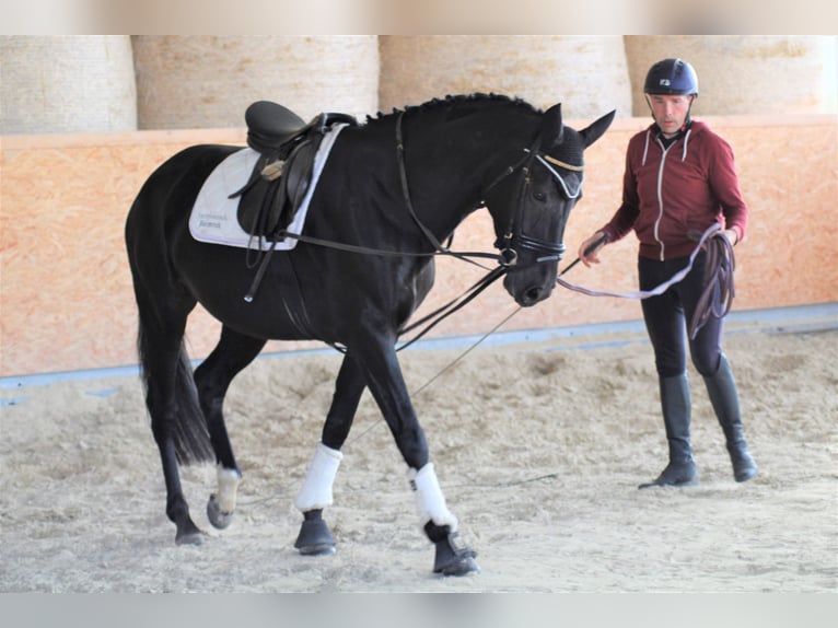 Oldenbourg Jument 9 Ans 162 cm Noir in Roßdorf bei Darmstadt