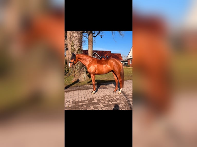 Oldenbourg Jument 9 Ans 163 cm Alezan in Helmste