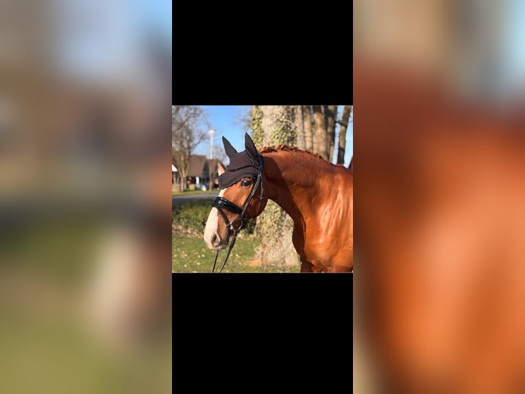 Oldenbourg Jument 9 Ans 163 cm Alezan in Helmste