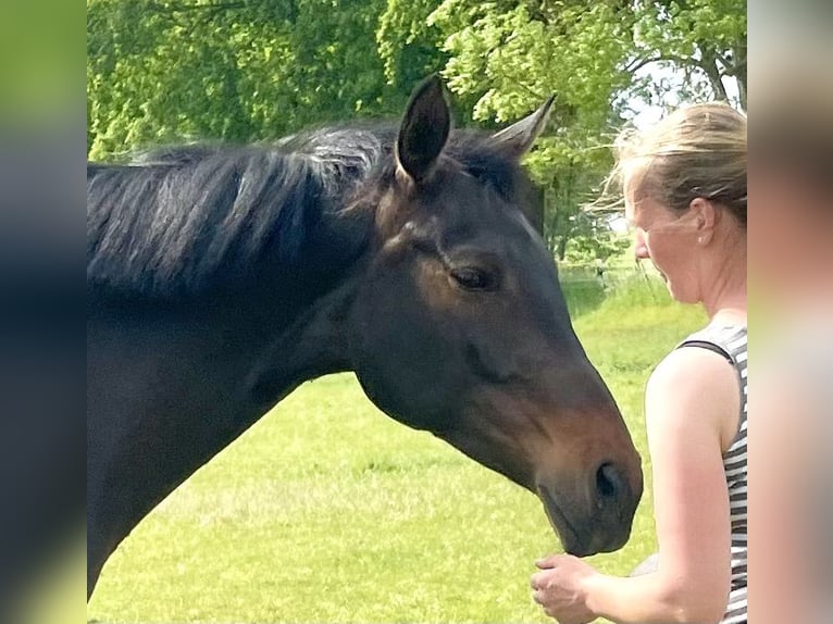 Oldenbourg Jument 9 Ans 163 cm Bai brun in Groß Gottschow