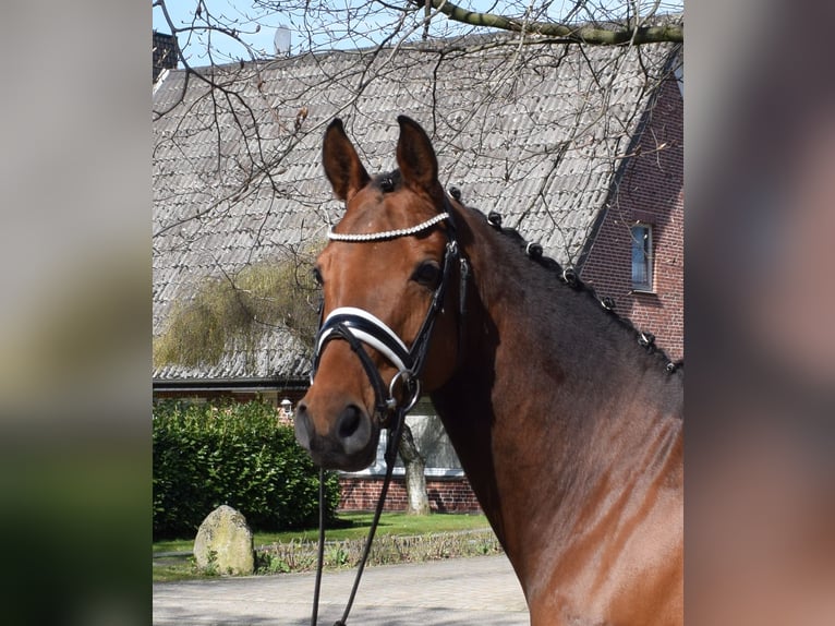 Oldenbourg Jument 9 Ans 163 cm Bai in Fredenbeck