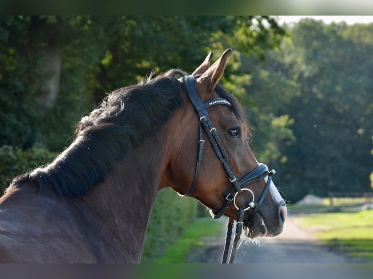 Oldenbourg Jument 9 Ans 163 cm Bai in Wildeshausen