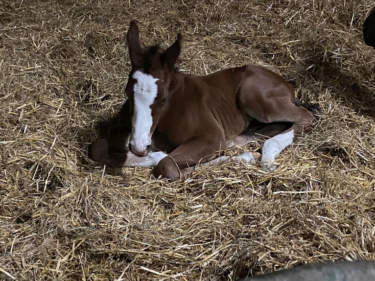 Oldenbourg Jument 9 Ans 163 cm Bai in Wildeshausen