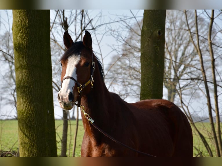 Oldenbourg Jument 9 Ans 163 cm Bai in Wildeshausen